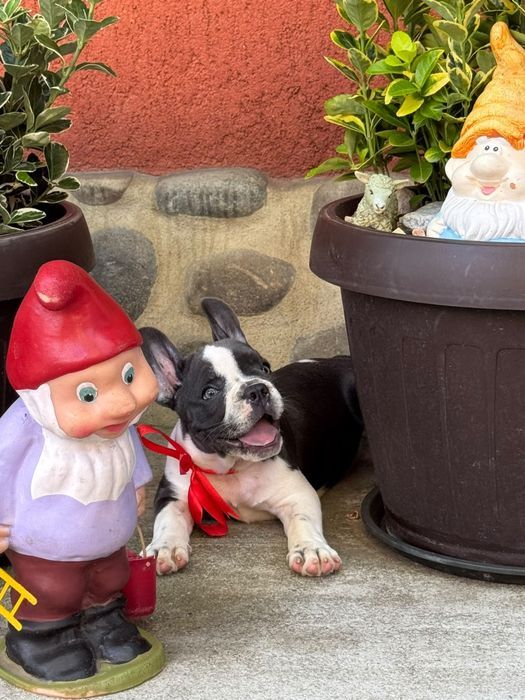 Bulldog francez femelă