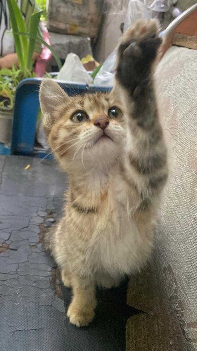 Котёнок в добрые руки