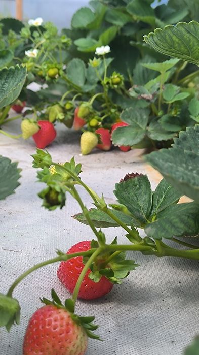 Продается ЛПХ с базой и теплицами.