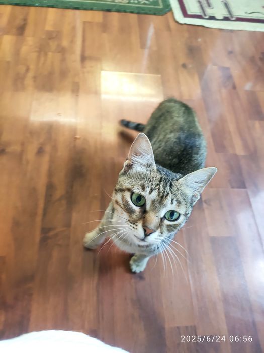 Sovg‘a qilaman Mushukni