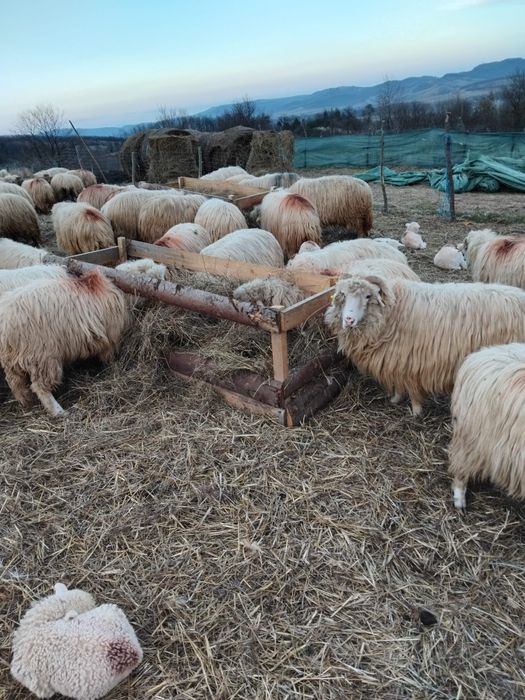 Vând 100 de oi cu miei