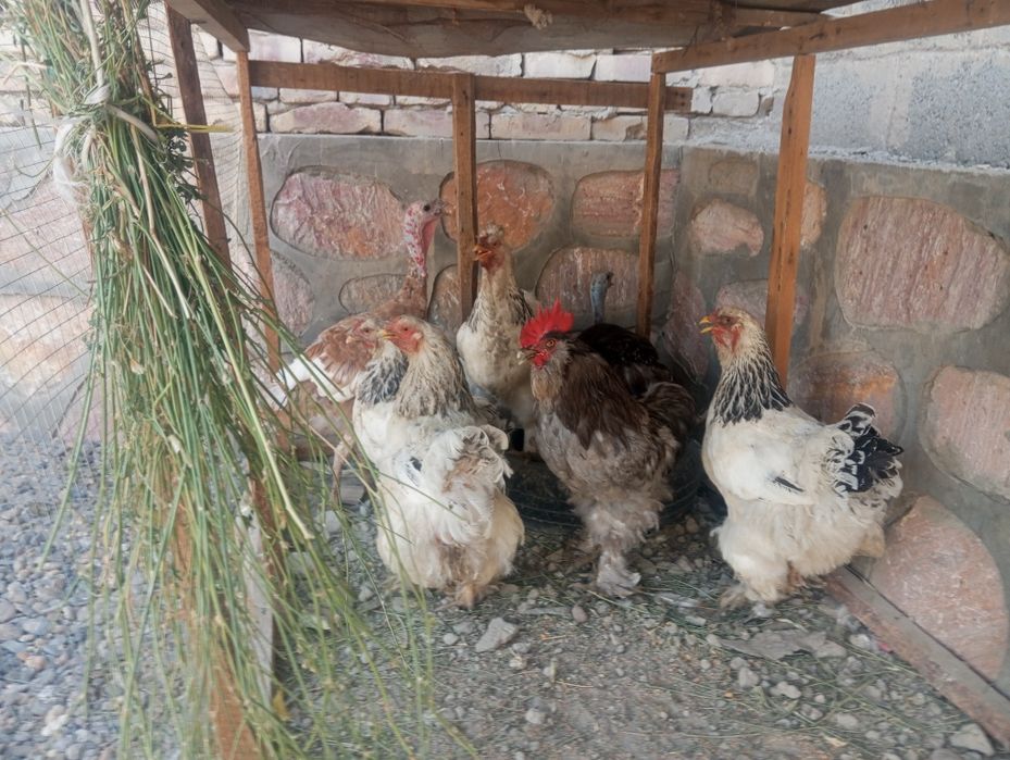 4ta brama tovuq 1 ta xoʻroz 2 ta kurka