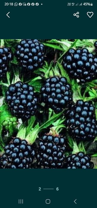 Ежевика местная рассада.