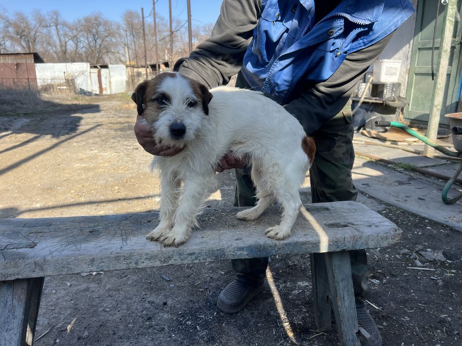 Продам ягдтерьер