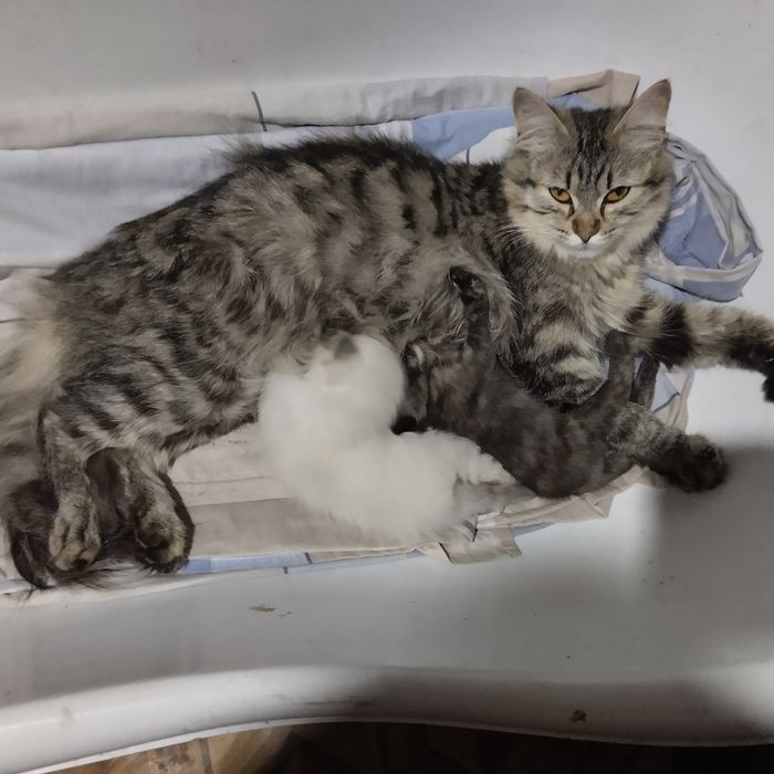 Бронирование милых котят!