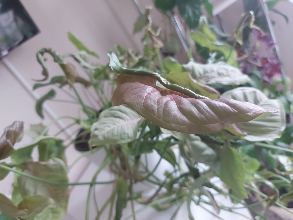 Комнатный цветы  сингониумы