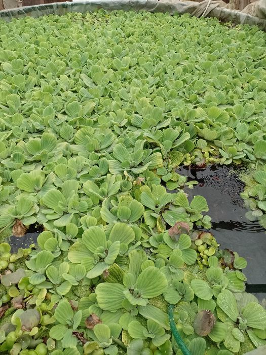 .Pistia , Salata de Nil. Zambile amazoniene. Planta de apa,