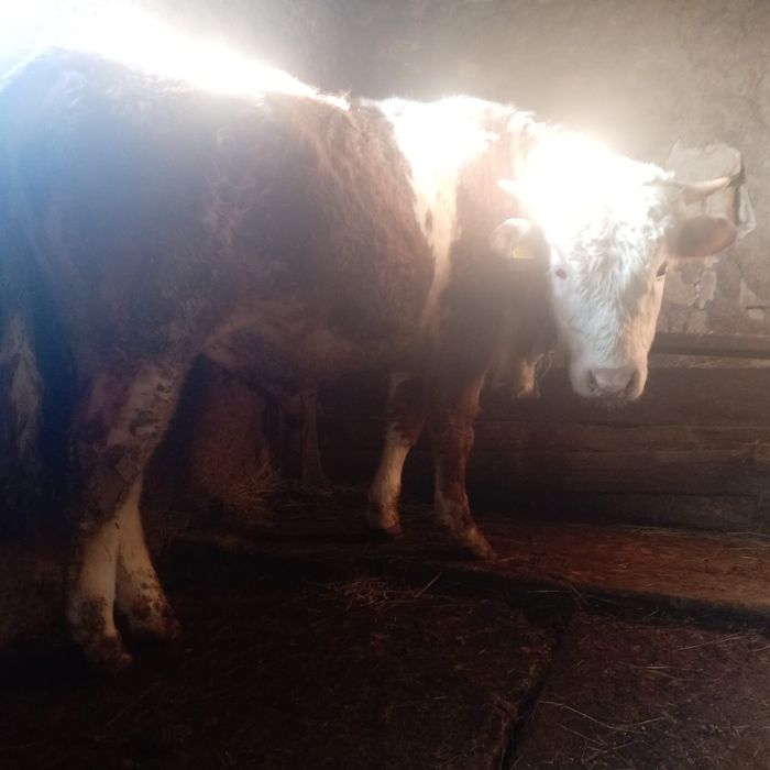 Крупно рогатый скот