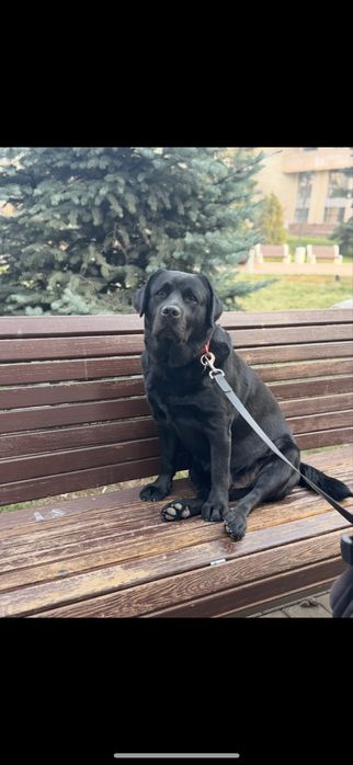 Предлагается для вязки импортный лабрадор