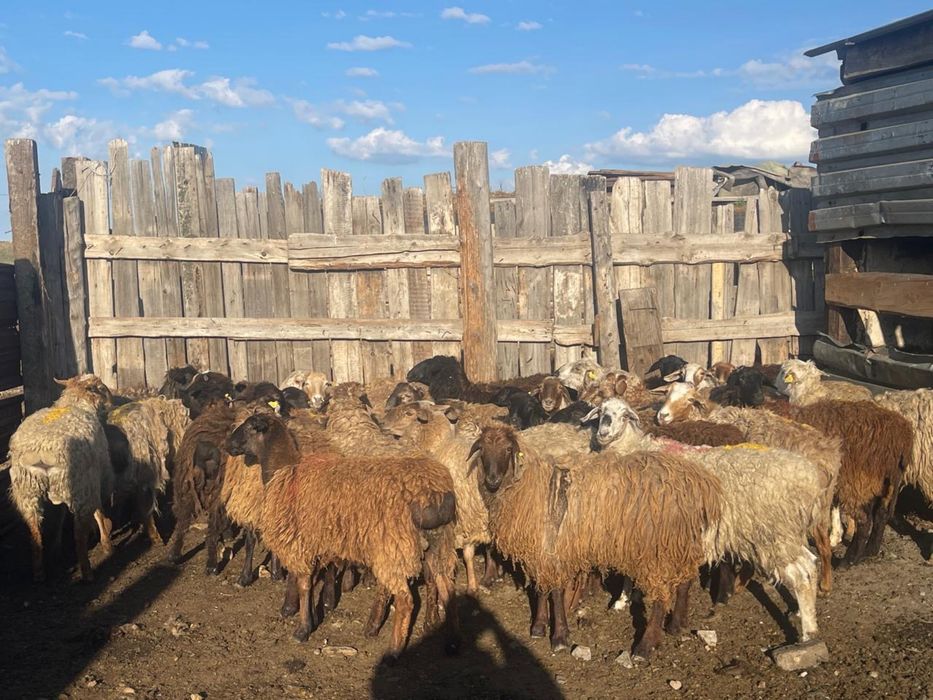 Бараны, 34 бас қой оптом сатылады