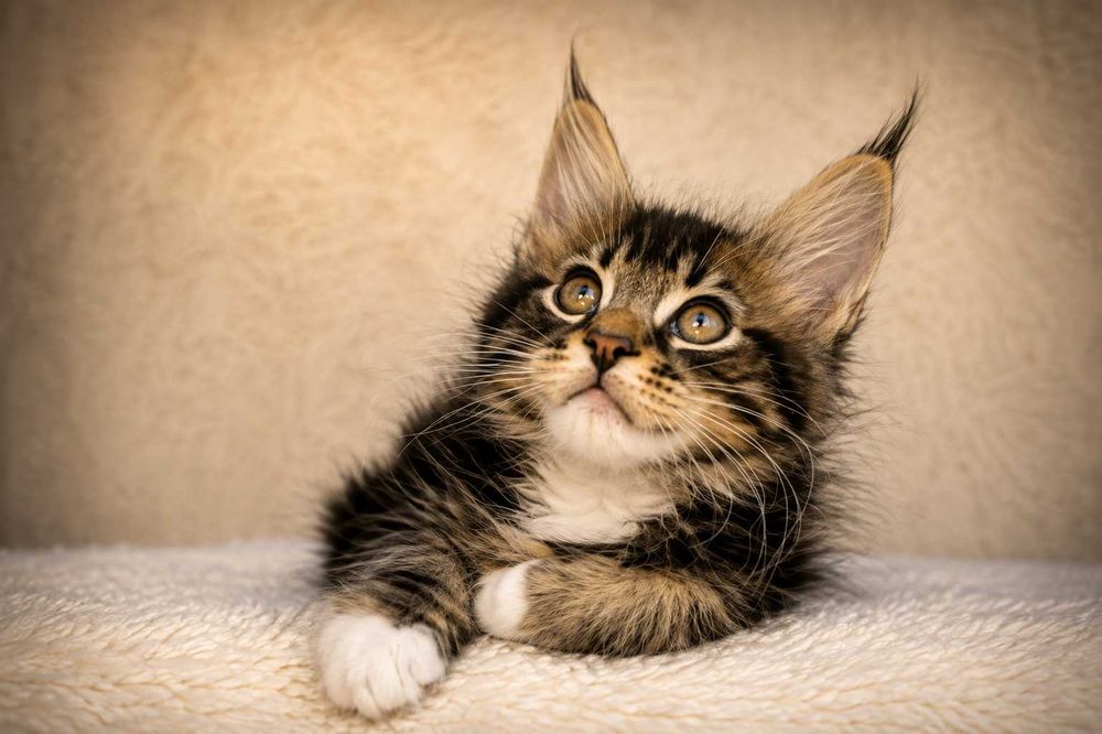 Pisica Maine Coon Regina pădurii Black Tabby (Classic Wild Look de Elită) | Lynx Rune Code