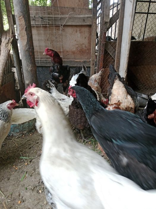 Куры несушки  молодняк