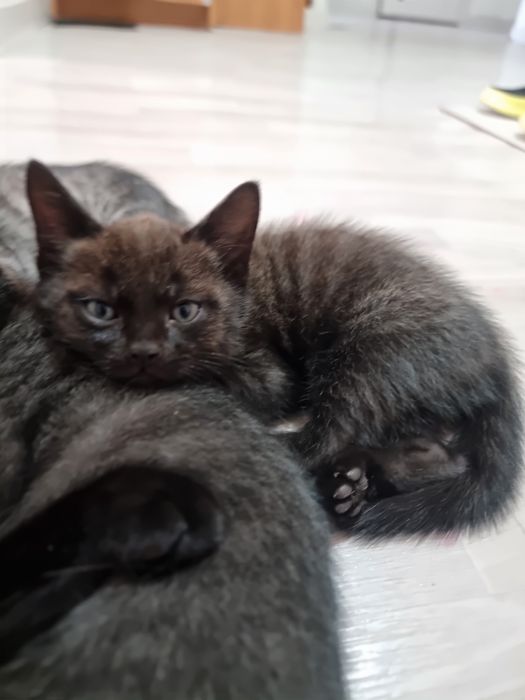Отдам котят в добрые руки