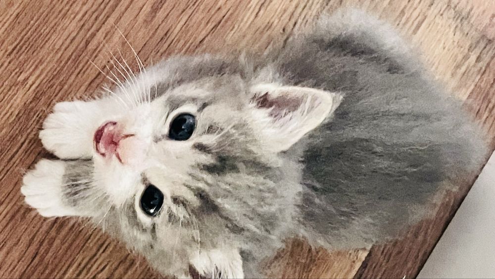 продаю котенка 1 месяцев