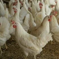 Куры несушки Легорныпродам