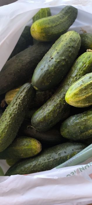 Продам Домашние огурцы