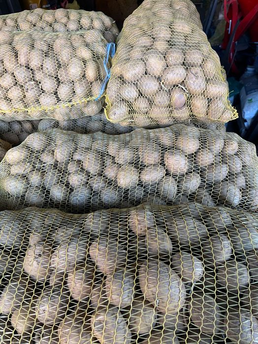 Картофи за семе сорт Сорая