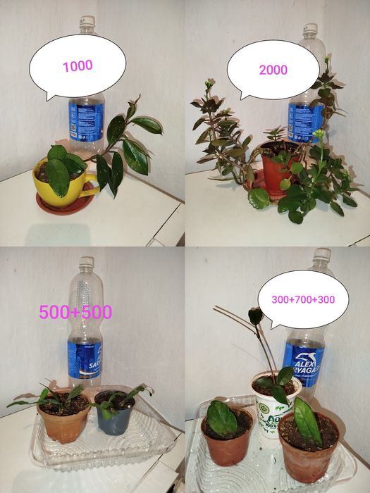 Доллар и другие цветы