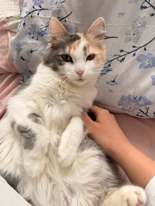 Кошка в добрые руки