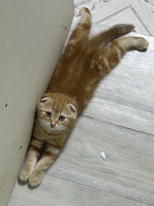 Котята шотлнаской породы