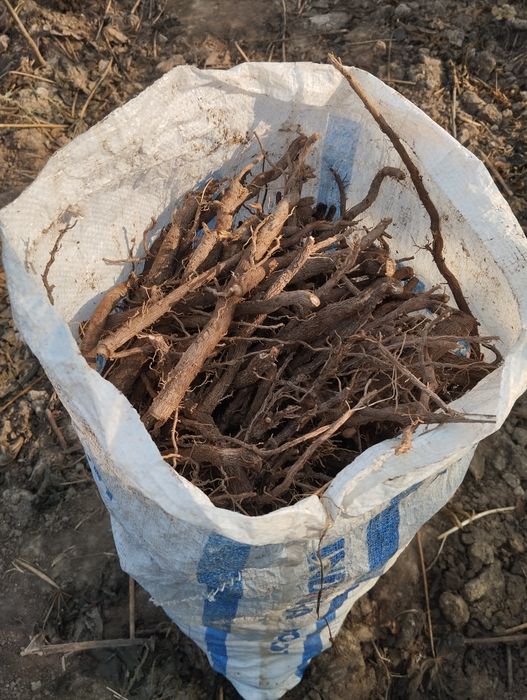 Павлония илдиз каламчалари тайёр.арзони бизда