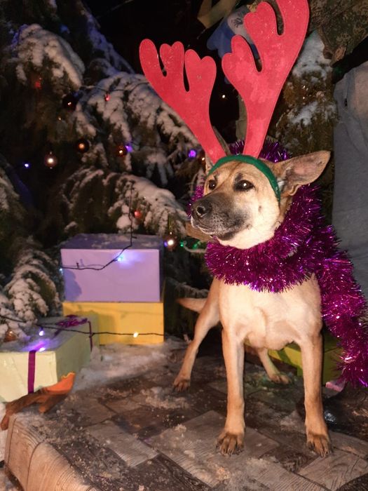 Ждём любящих хозяев для собачек