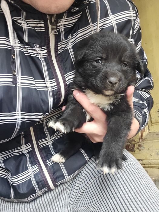 Подарявам кучета Немски овчарки-каракачнки