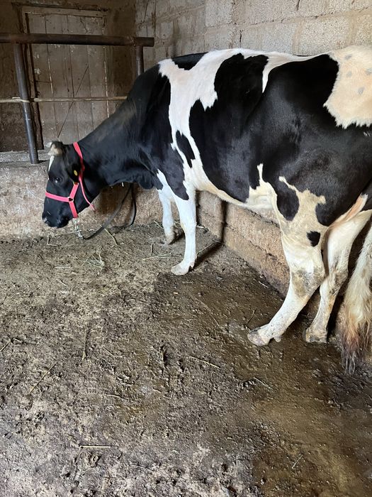 Срочни она бола сигр сотлади ювош