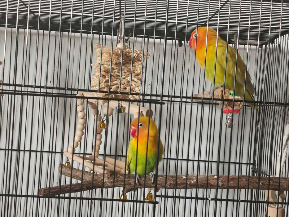 Vand pereche papagali Agapornis