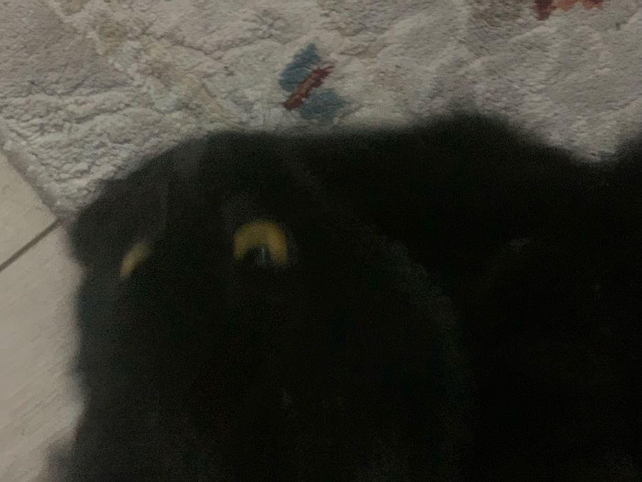 отдам кошку в хорошие руки