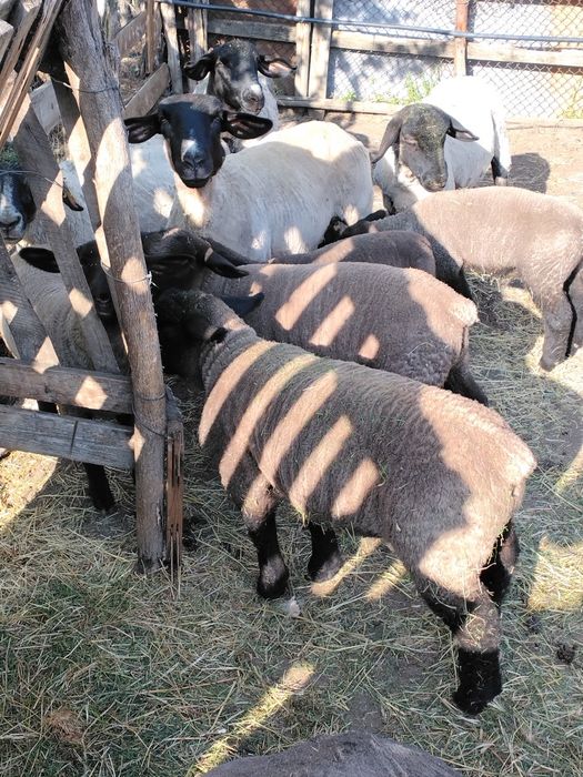 De vânzare doi berbecuți suffolk