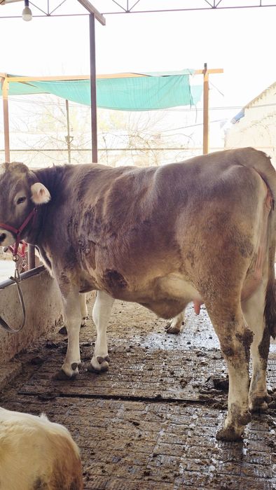 Биринчи коринга Тозза тукан эна бола щвиц парода гунажин