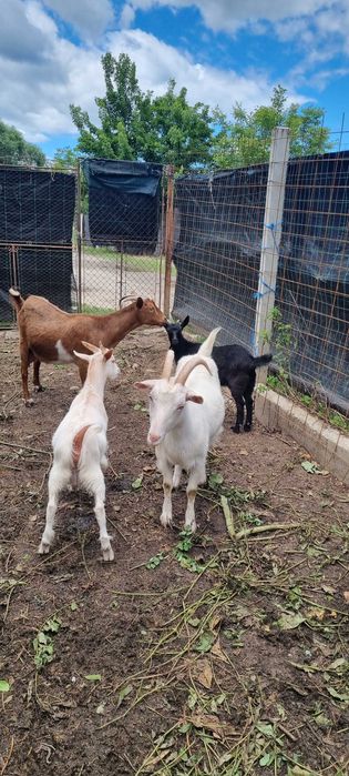 Capre tinere cu iezi de vânzare