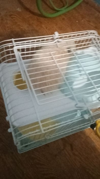 Отдаю хомяка даром