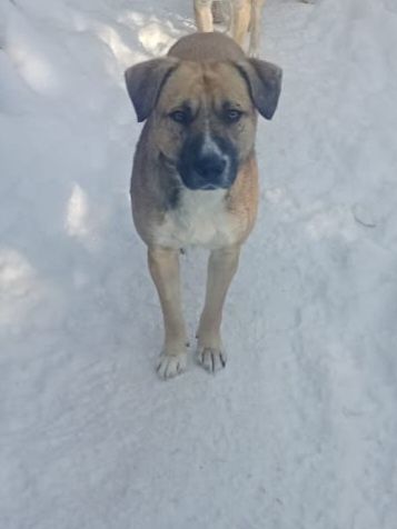 Срочно на пристройство две собаки!