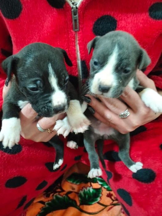 Продам Щенков Американского питбуля