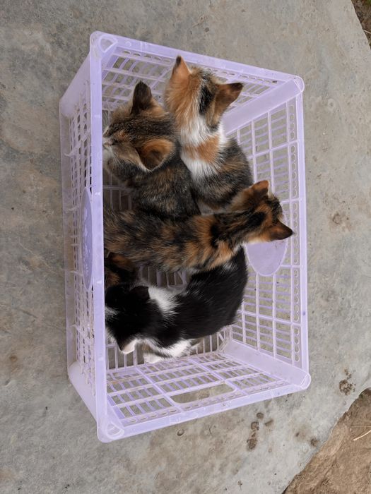 Mushuklar  sotiladi 5 dona