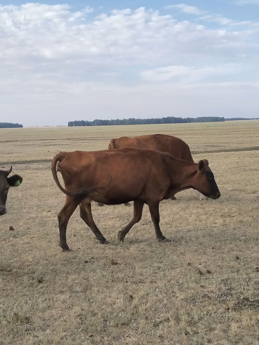 Продам корову 2 отёл.