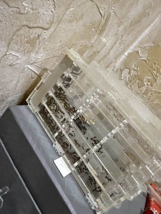 Продам Муравейники с муравьями