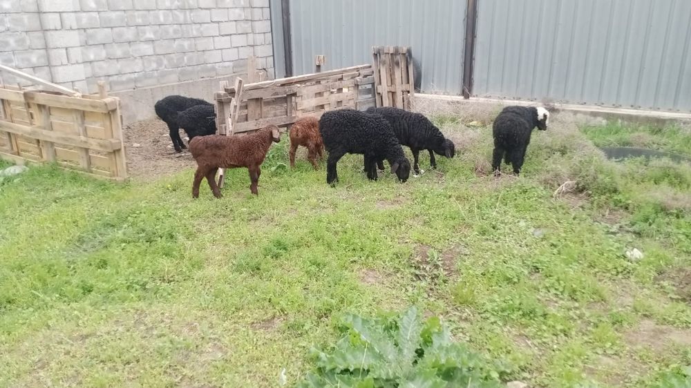 Козылар сатылады