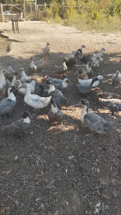 Продаются утки породы голубой фаворит