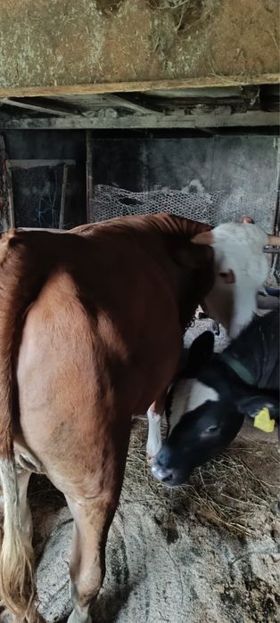 Vand Junica baltata romaneasca gestanta