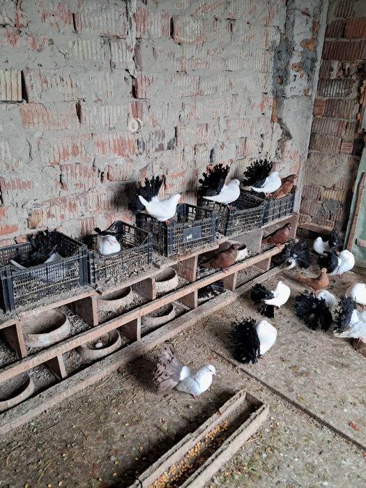 Vand 20 porumbei rotari coada neagra si roșie