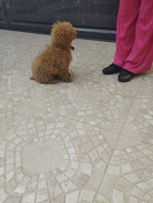 Пудель продаётся