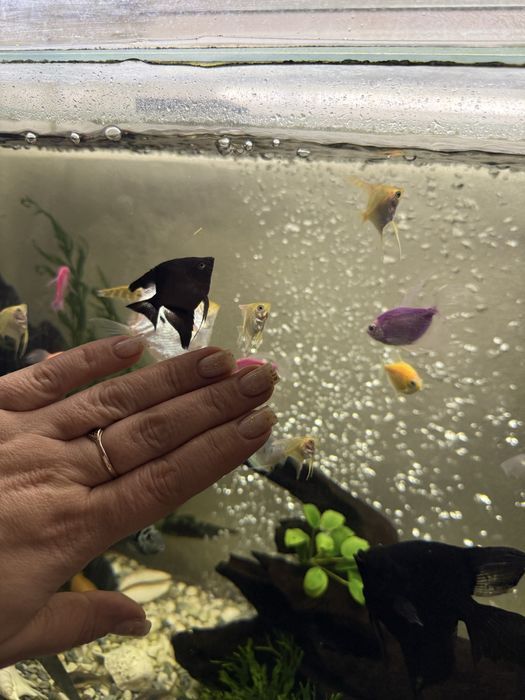 Продам скалярий разного размера