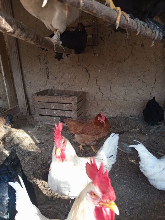 Asalomu alekum qorozlar sotladi