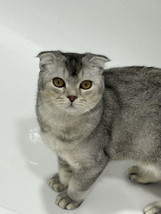 Срочно продается кот Скоттиш Фолд