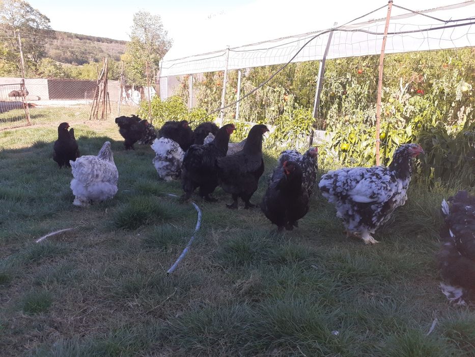 Cocosi și gaini brahma și cochinchina