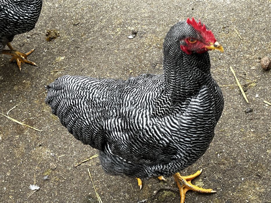 Cocosi Plymouth Rock