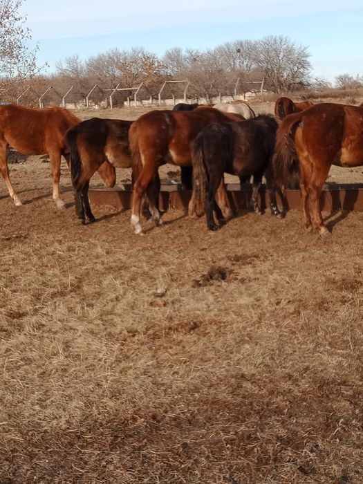 Фермерское хозяйство